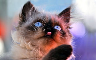 Siamese cat close-up photography