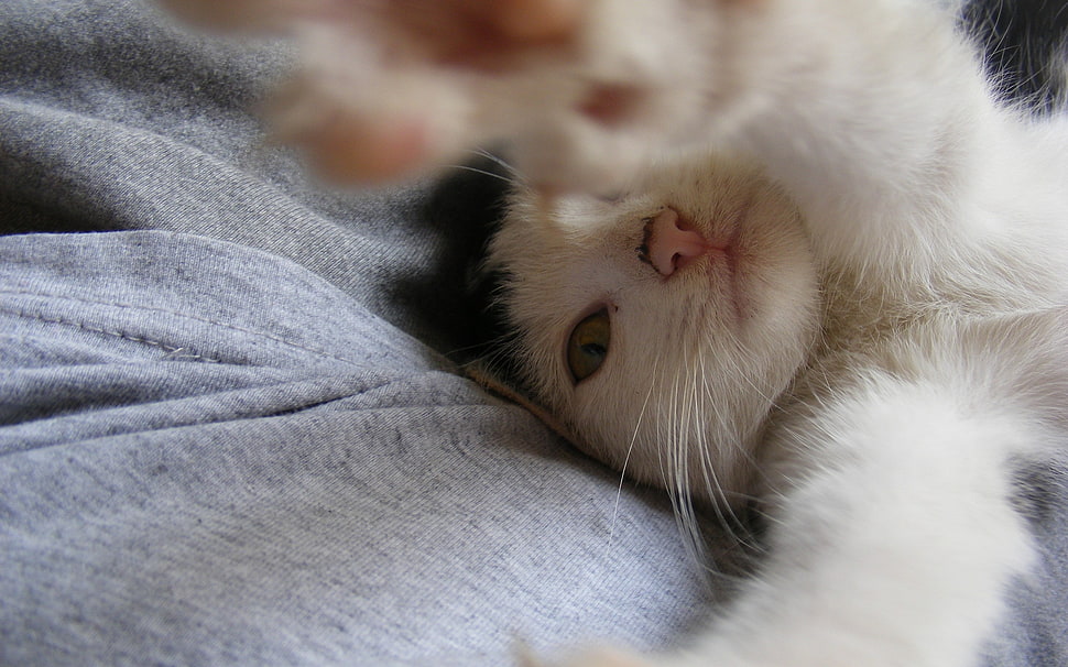 calico cat on gray textile HD wallpaper