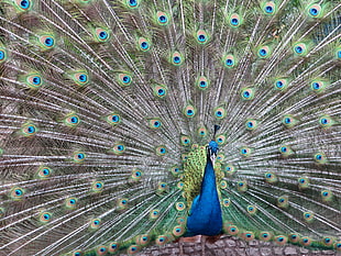 peacock HD wallpaper