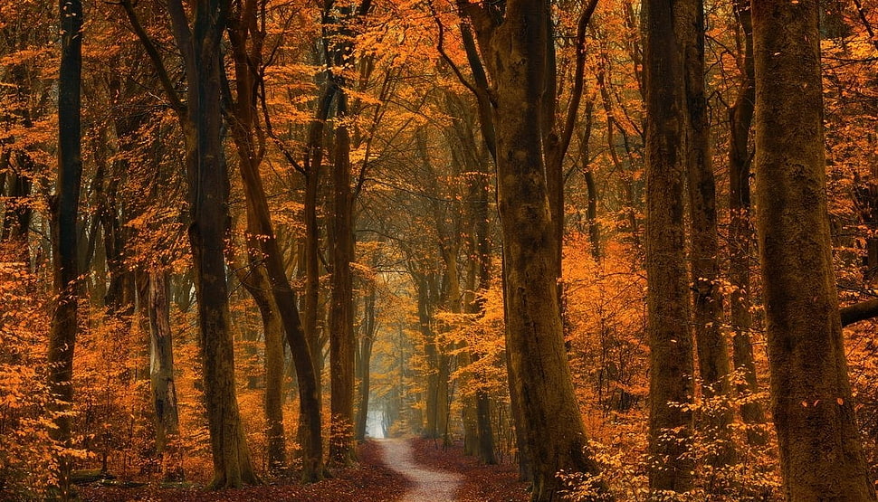 dirt road between forest digital wallpaper HD wallpaper