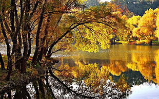brown and black tree painting, fall, nature, lake
