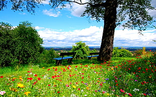 scenery of red and green flowers under blue sky