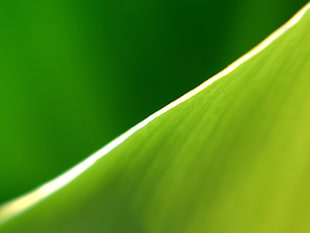 closeup photography of green leaf