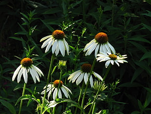 white and brown flowers with green leaves