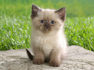 Persian kitten sitting on ground near green grass
