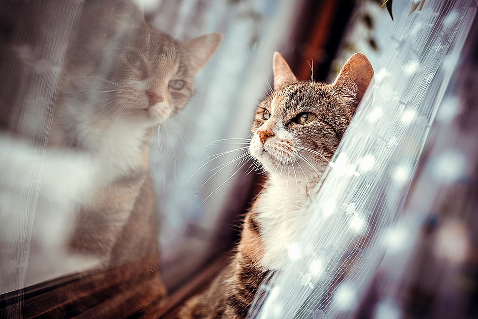 gray tabby cat HD wallpaper