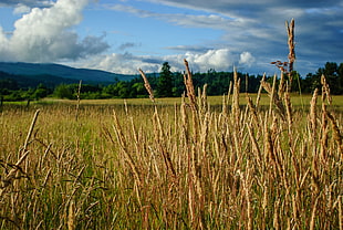 close up photo of wheat field