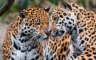 two brown leopards during daytime