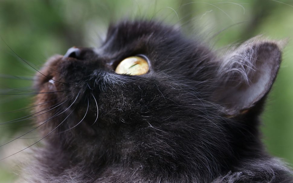 shallow focus photography of black long-coated kitten HD wallpaper