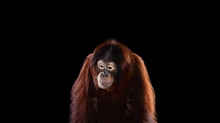 brown monkey, photography, mammals, monkey, simple background HD wallpaper