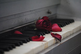 red rose on white piano