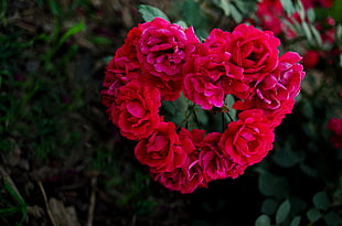 closeup photography of pink roses forming heart