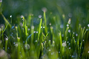 macro photography of dew drops on green grass HD wallpaper