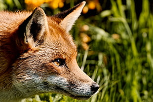 brown fox