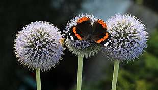 Red Admiral butterfly on dandelion flower closeup photo
