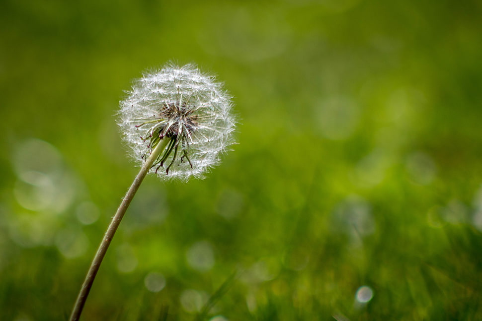 selective focus of white Dandelion HD wallpaper