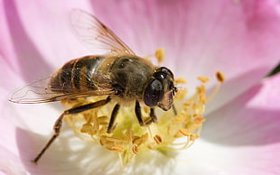 honey bee on pink and yellow flower
