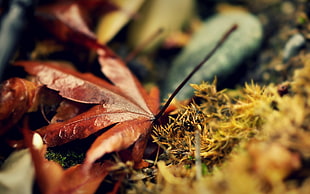 brown leaf, leaves, landscape, macro, nature
