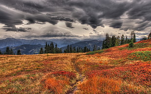 orange and green plaid field, landscape, mountains, field, path HD wallpaper