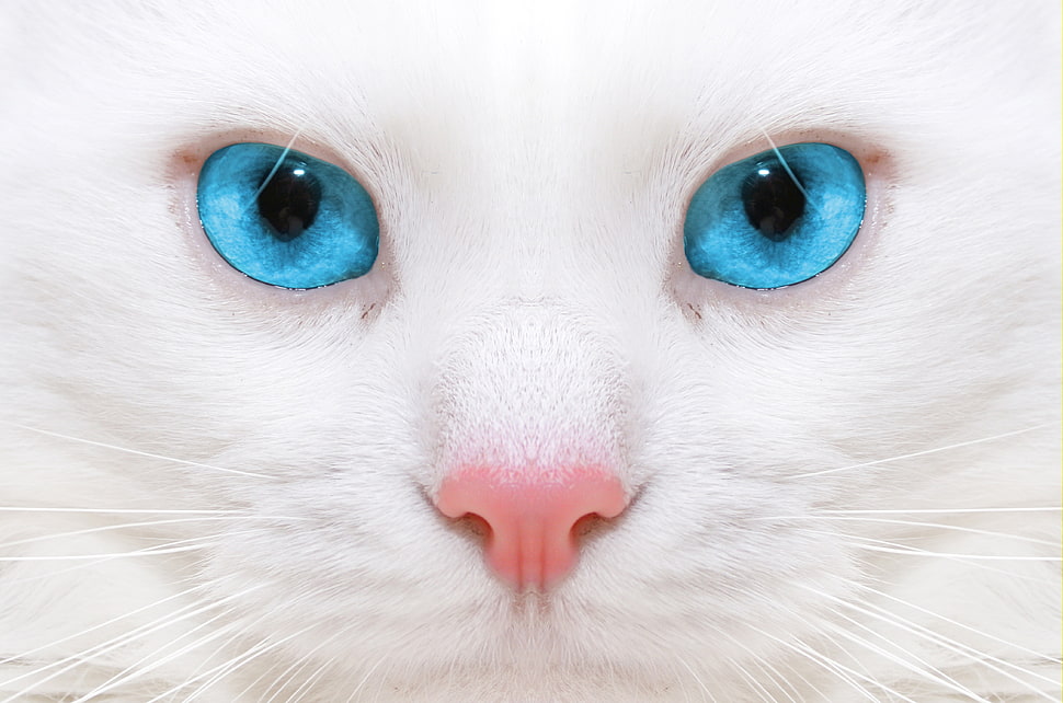 closeup photo of white fur blue-eyed cat HD wallpaper