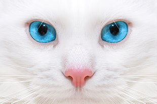 closeup photo of white fur blue-eyed cat