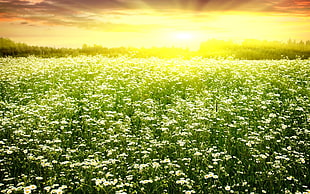 bed of white flowers during golden hour HD wallpaper