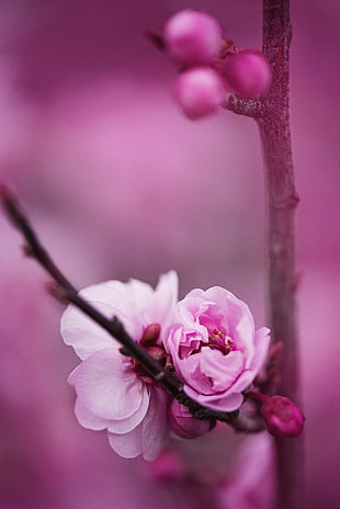 flowers, petals, blur, pink HD wallpaper