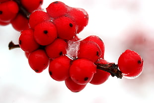 cluster of red round fruits