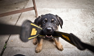 black and tan German Shepherd puppy, dog, POV, point of view, animals