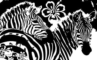two black-and-white Zebra illustration