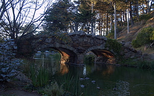 gray concrete bridge, bridge, river, nature, golden gate park