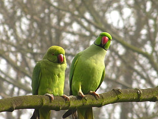 two green feather wing neck love birds HD wallpaper