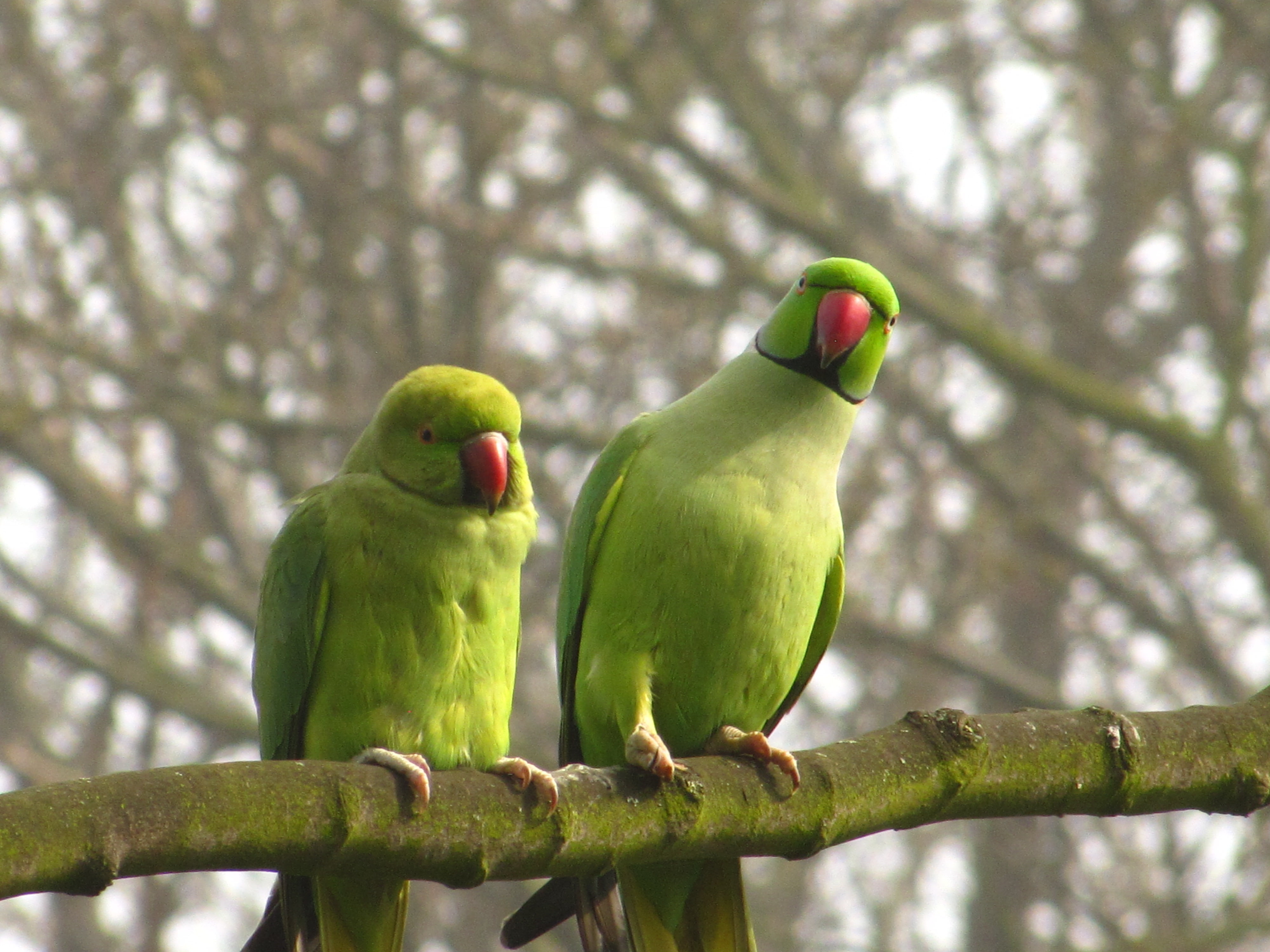 Two green feather wing neck love birds HD wallpaper | Wallpaper Flare