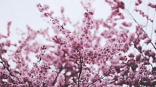 pink flowers, blossom