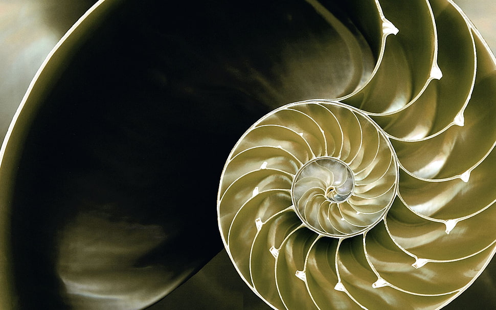 beige and black spiral wallpaper HD wallpaper