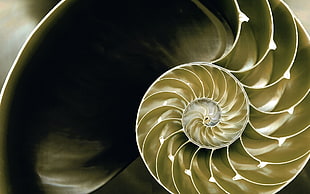 beige and black spiral wallpaper