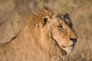 brown lion lying on brown grass at daytime