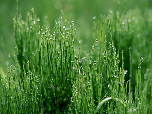water drops on grass in macro photography