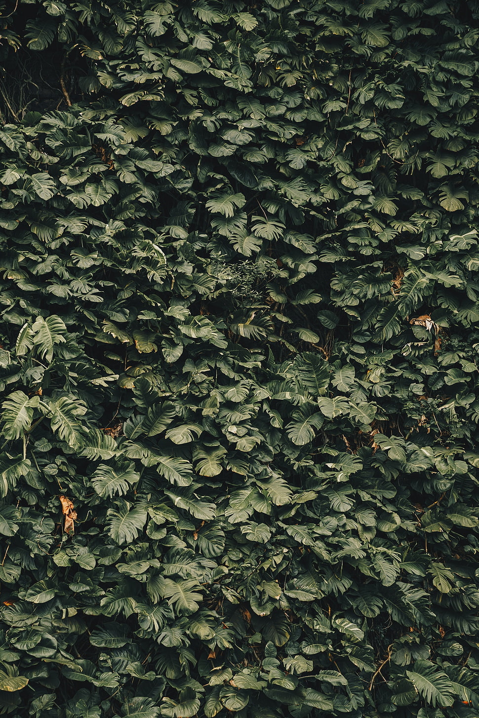green leaf plant, Leaves, Plants, Green HD wallpaper