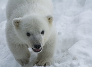 polar bear cub on snow HD wallpaper