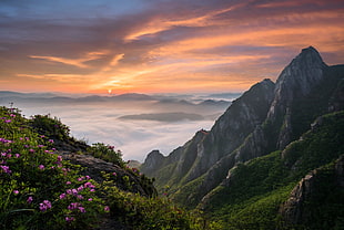 pink flowers, nature, landscape, South Korea, mountains