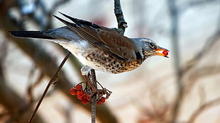 brown and gray sparrow with red berry in beak during daytime