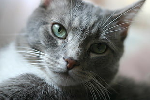 grey tabby cat HD wallpaper