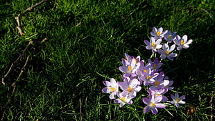 white-and-purple crocus flowers in bloom at daytime