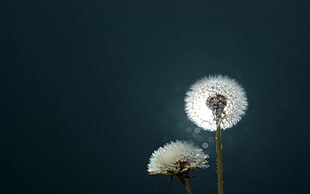 tilt lens photography of dandelion