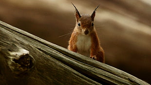 mountain Squirrel on log HD wallpaper