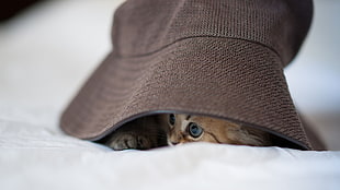 brown kitten hiding under bucket hat