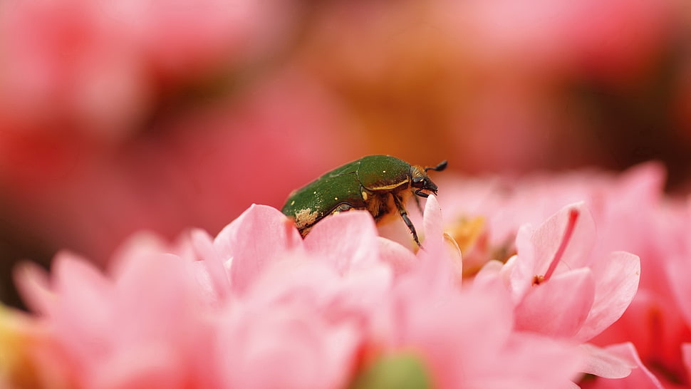 Cotinis Nitida on pink petaled flower HD wallpaper