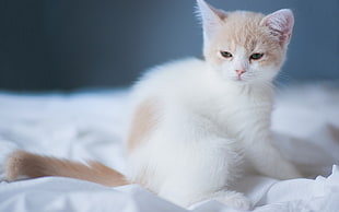 shallow focus photography of white and orange Tabby kitten
