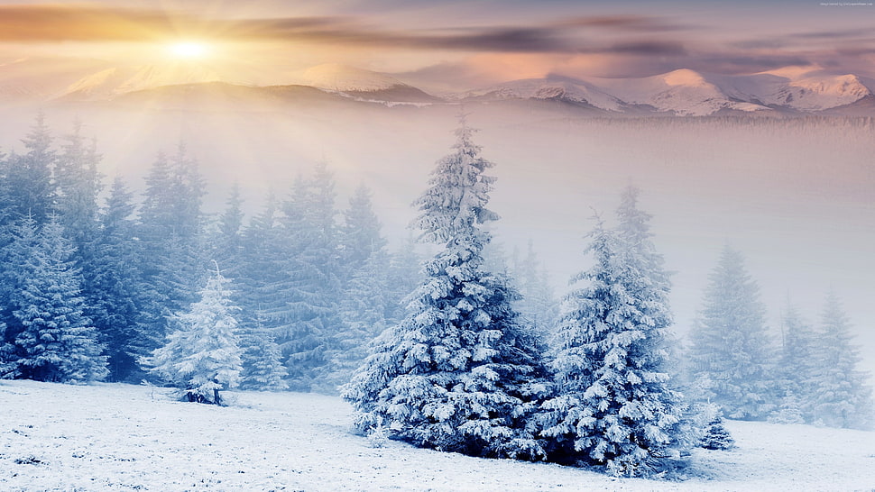 tall pine trees covered with snow HD wallpaper